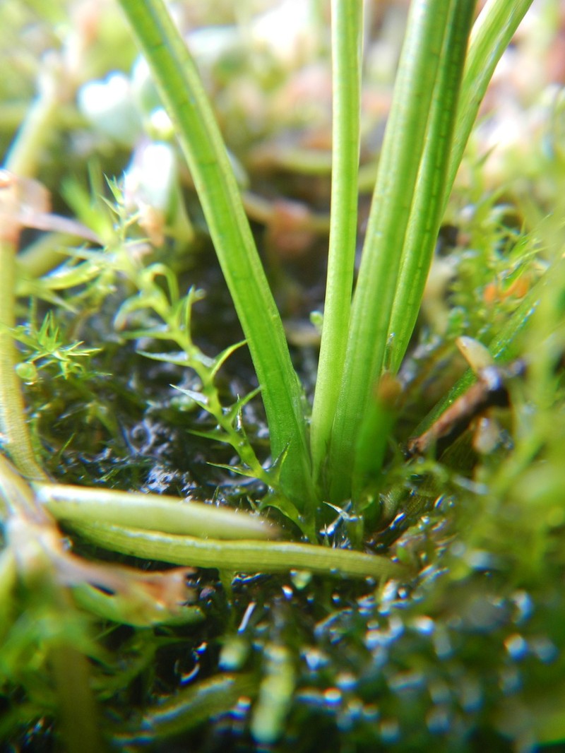 Isoetes stephanseniae photo 7