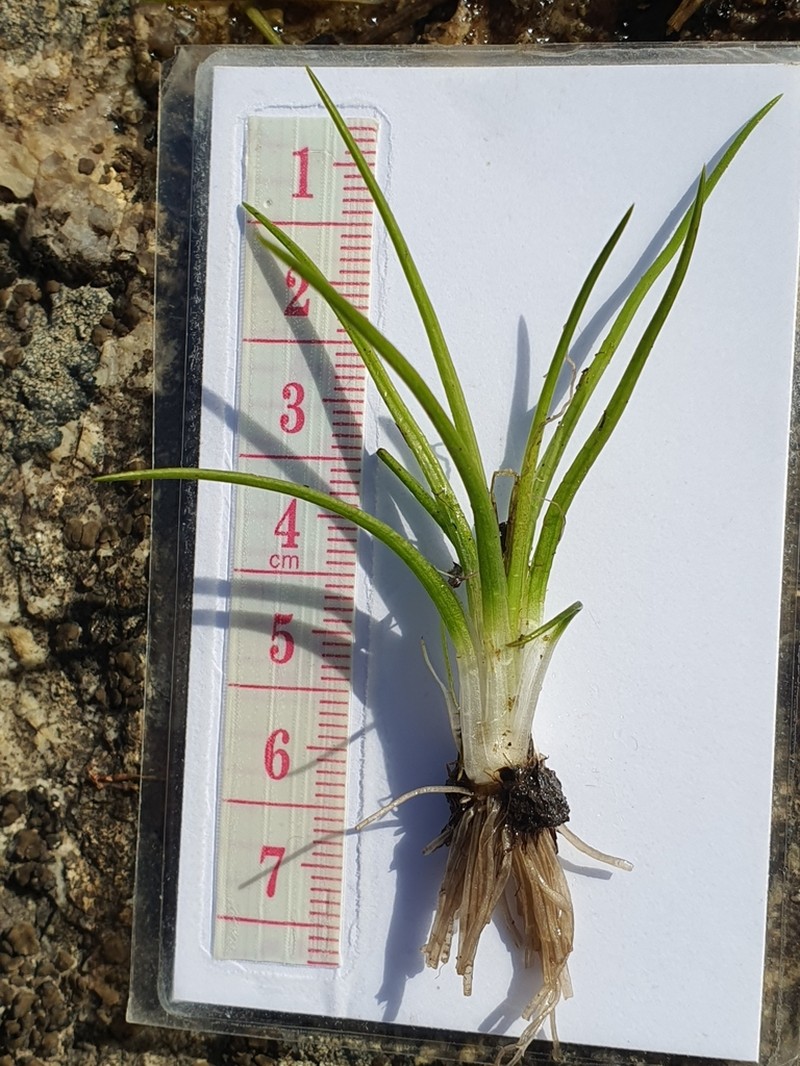 Isoetes stephanseniae photo 8