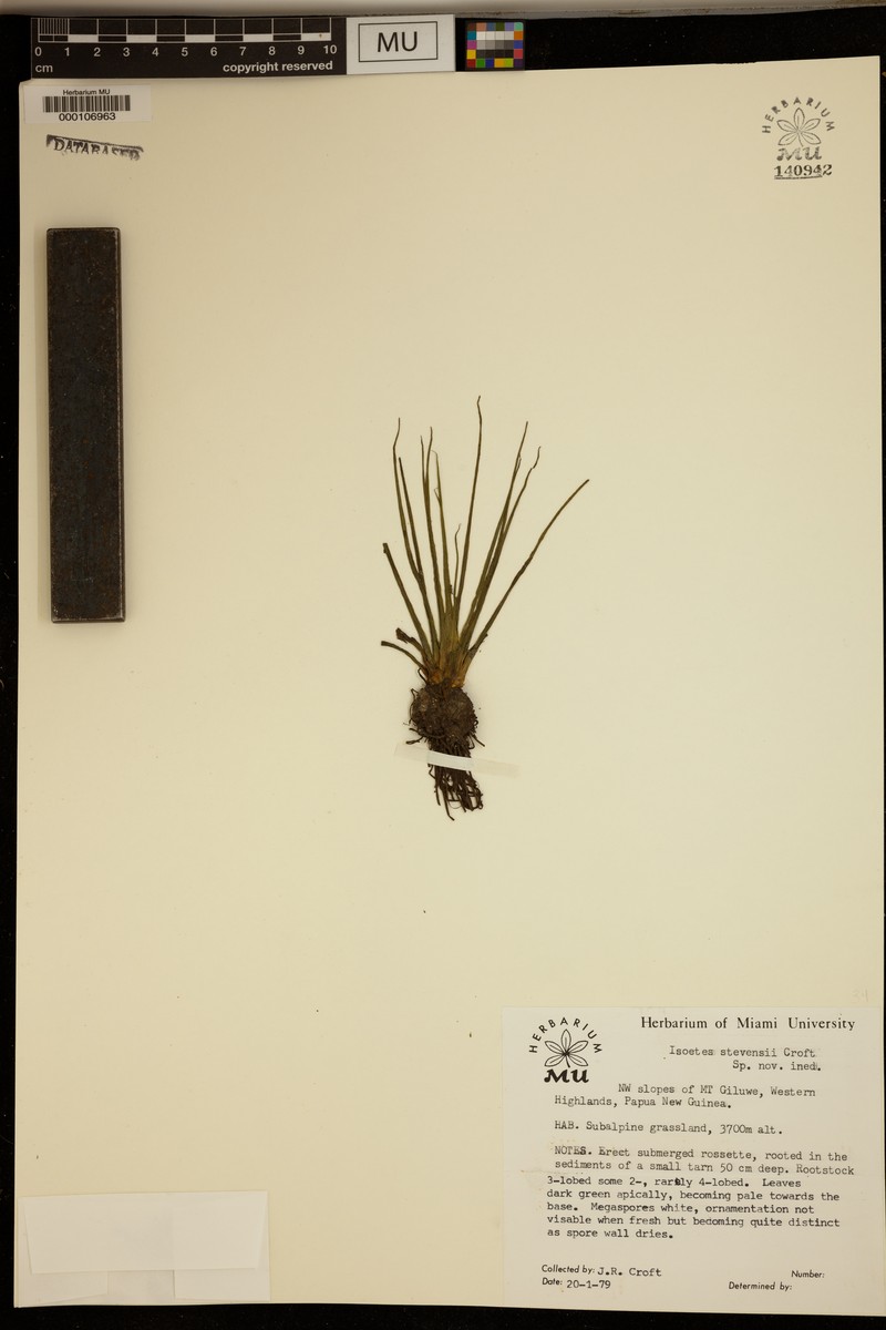Isoetes stevensii