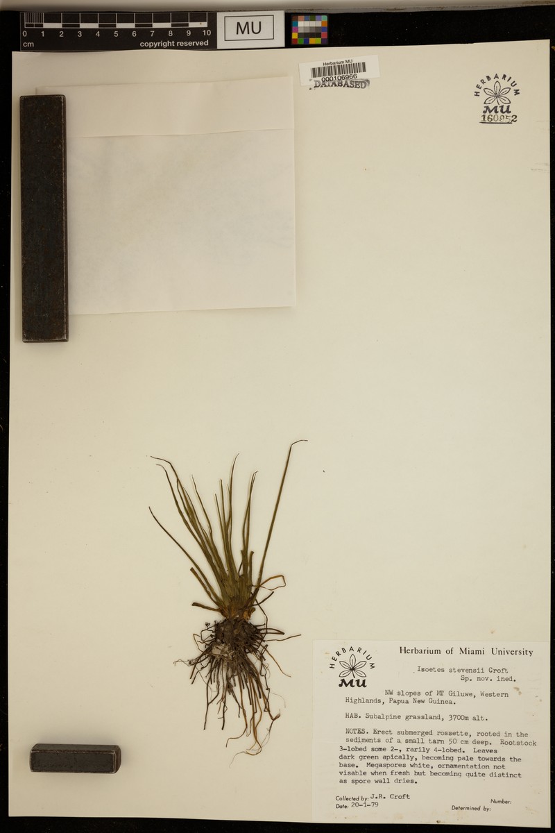 Isoetes stevensii photo 2