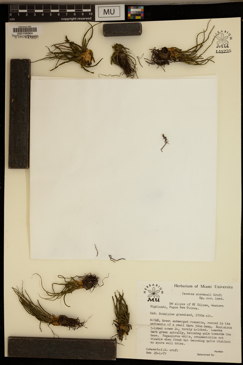 Isoetes stevensii photo 4