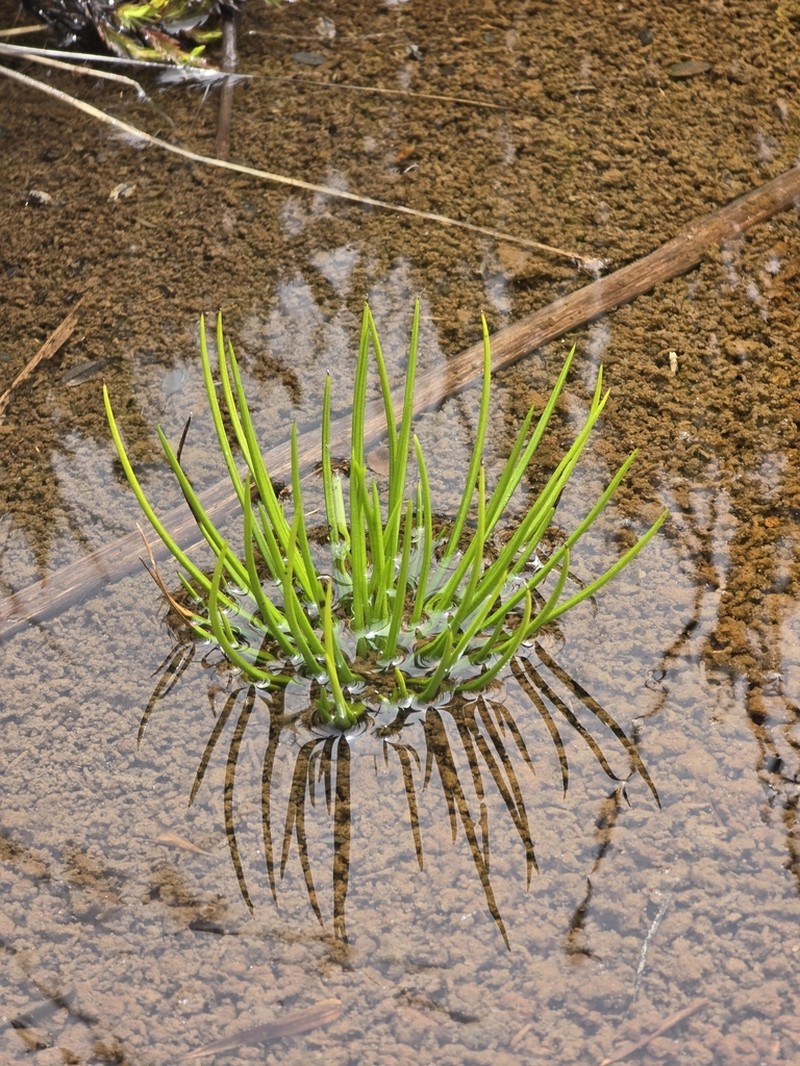 Isoetes storkii