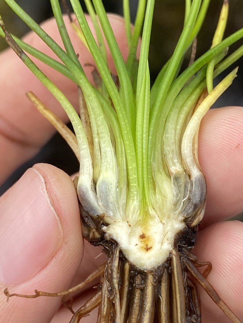 Isoetes storkii photo 2