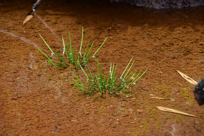 Isoetes storkii photo 4
