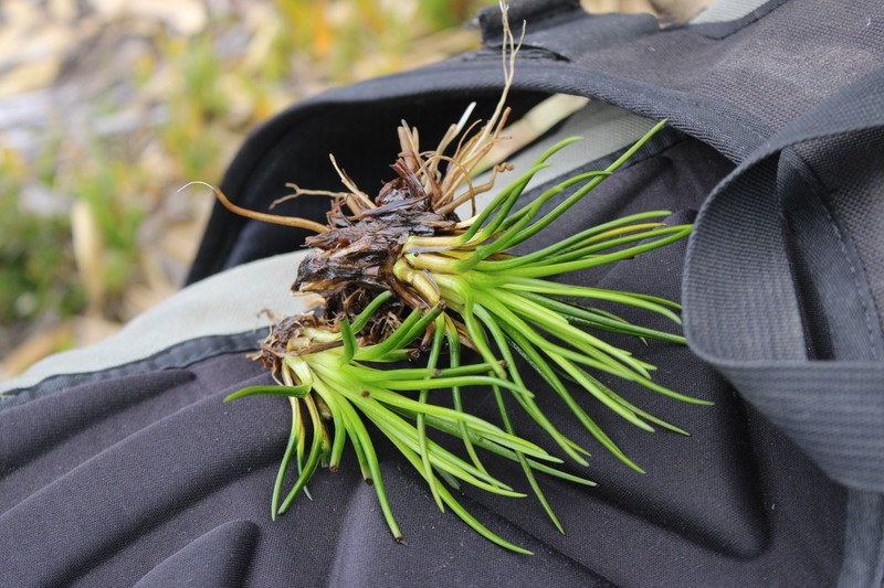Isoetes storkii photo 5
