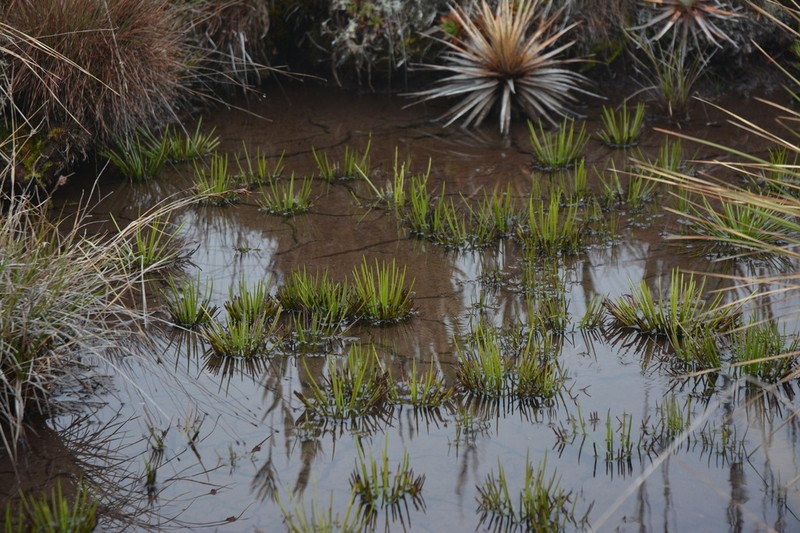 Isoetes storkii photo 6