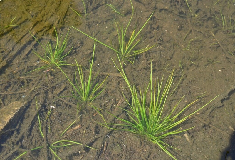 Isoetes taiwanensis photo 2
