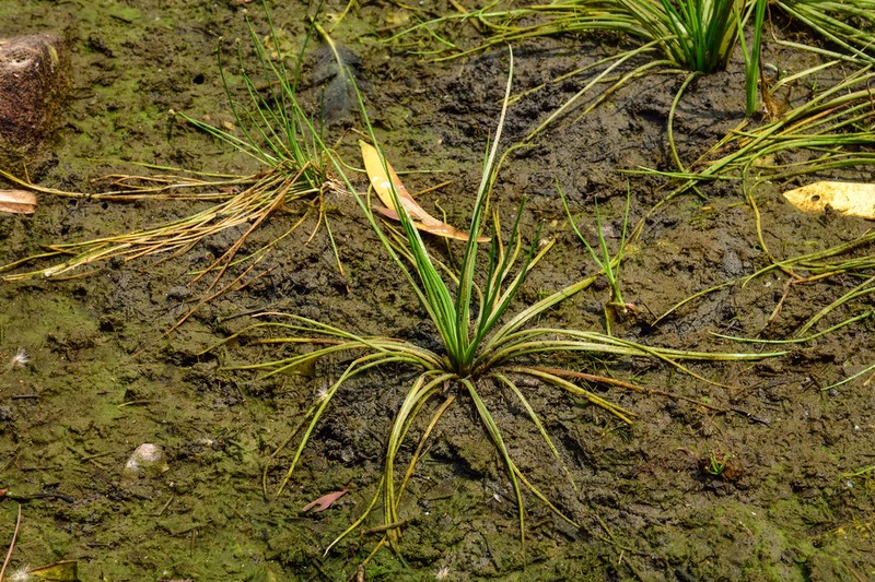 Isoetes taiwanensis photo 3
