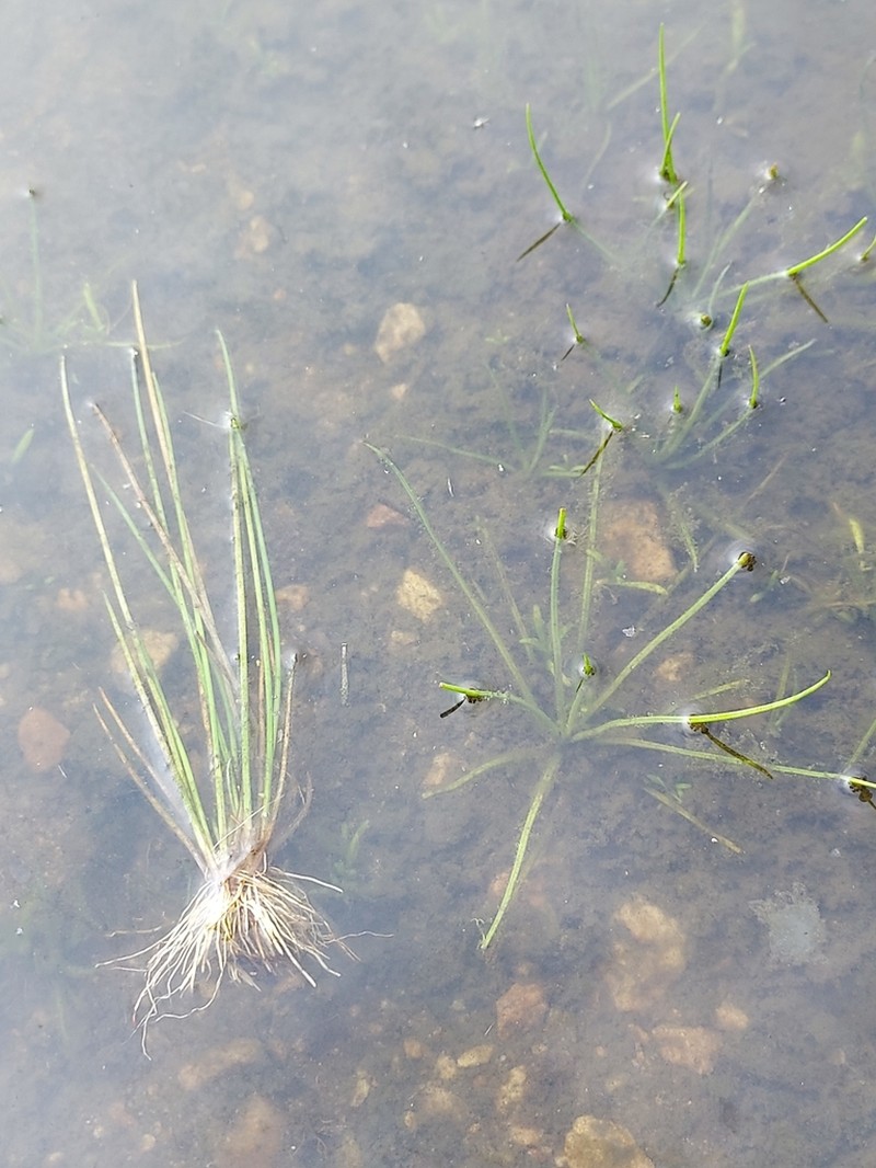 Isoetes taiwanensis photo 5