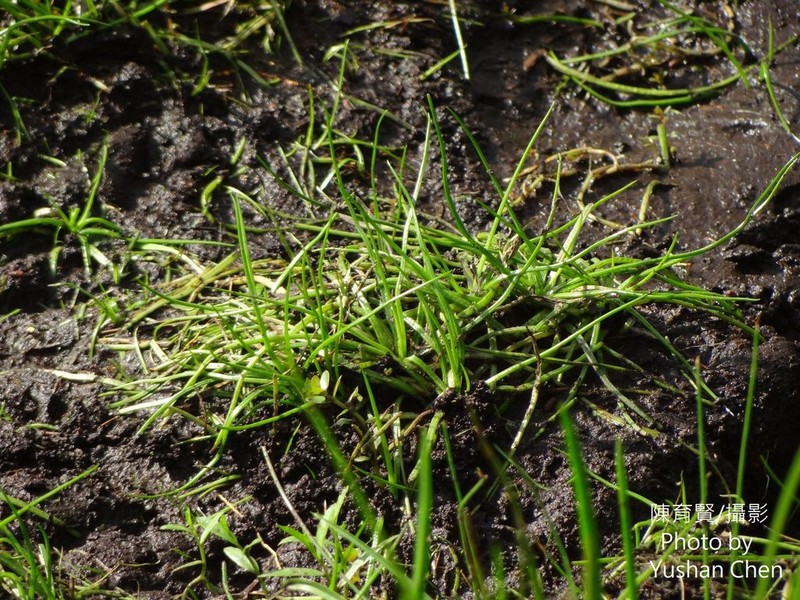 Isoetes taiwanensis photo 6