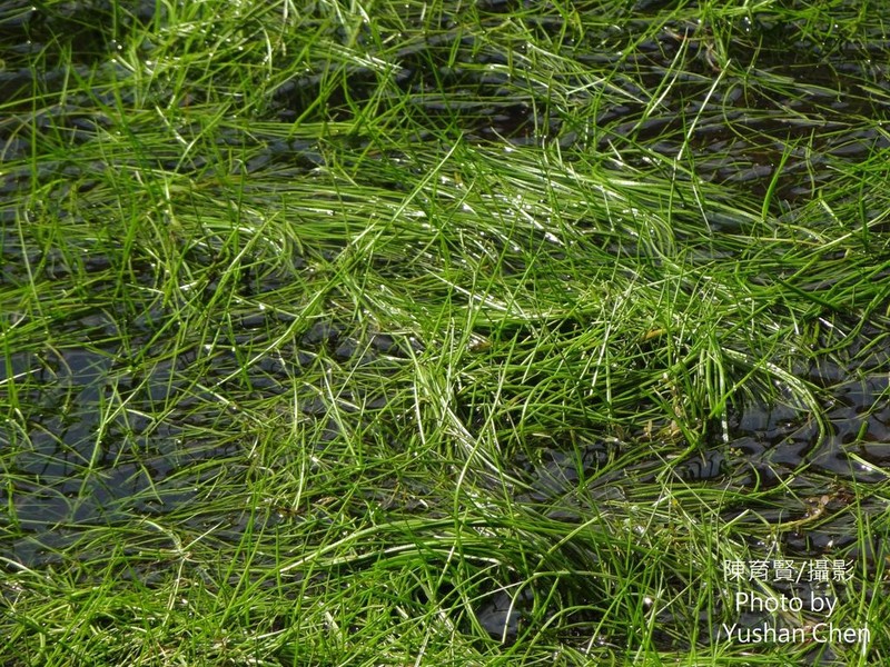 Isoetes taiwanensis photo 7