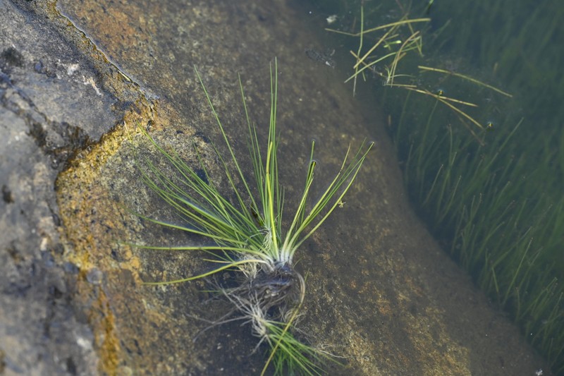 Isoetes taiwanensis var. kinmenensis
