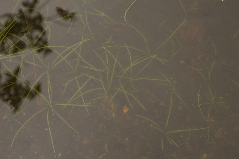 Isoetes taiwanensis var. kinmenensis photo 2