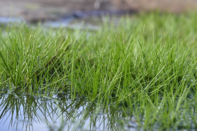 Isoetes taiwanensis var. kinmenensis photo 4