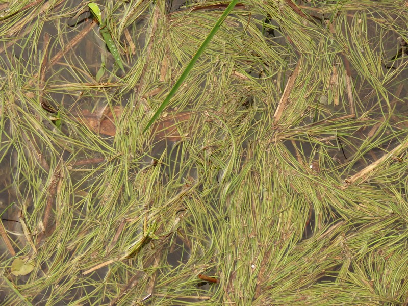 Isoetes taiwanensis var. taiwanensis photo 2
