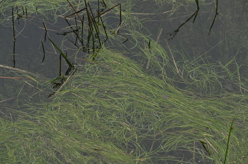 Isoetes taiwanensis var. taiwanensis photo 3