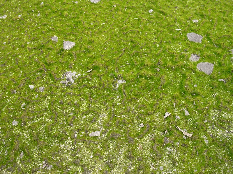 Merlin's Grass