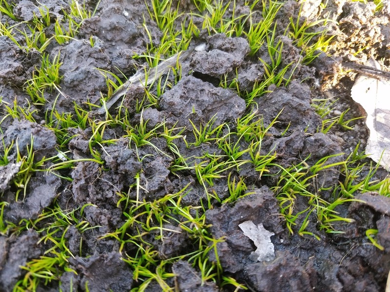 Merlin's Grass photo 2