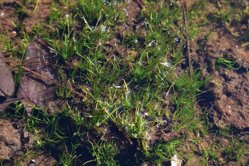 Merlin's Grass photo 3