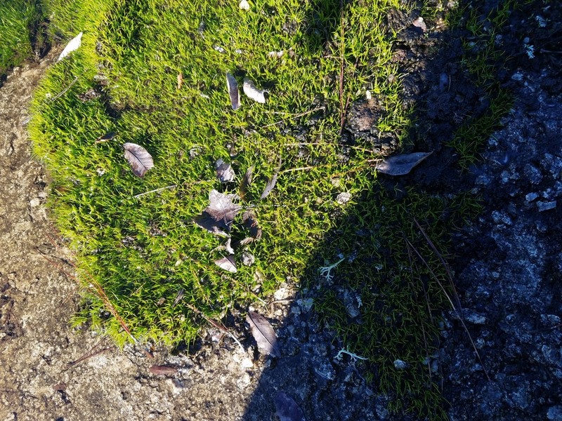 Merlin's Grass photo 5