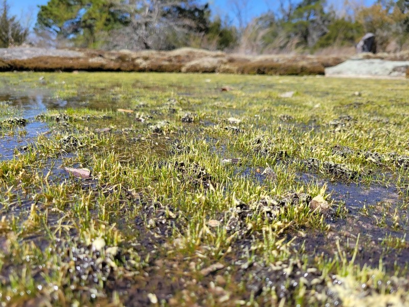 Merlin's Grass photo 6