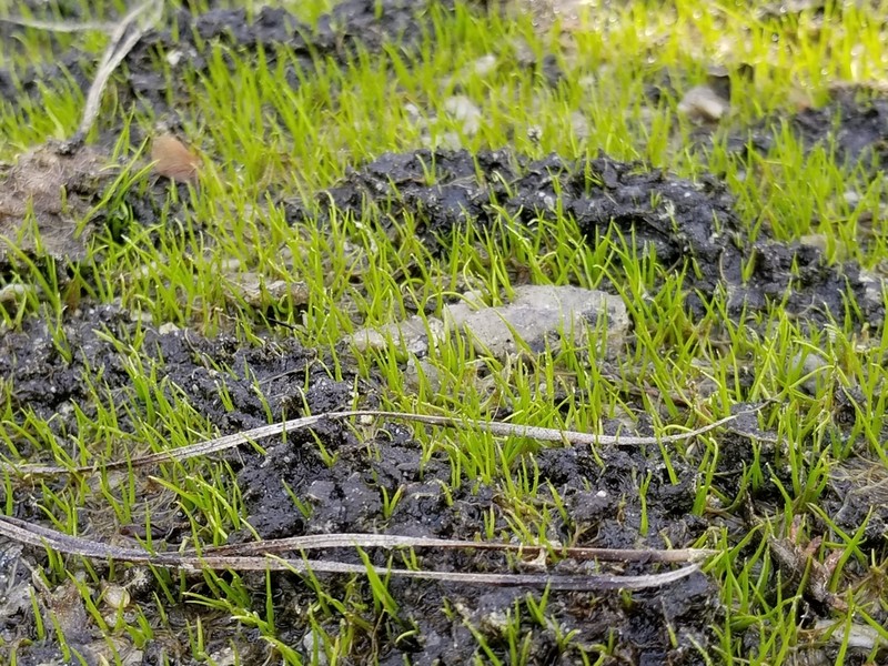 Merlin's Grass photo 7