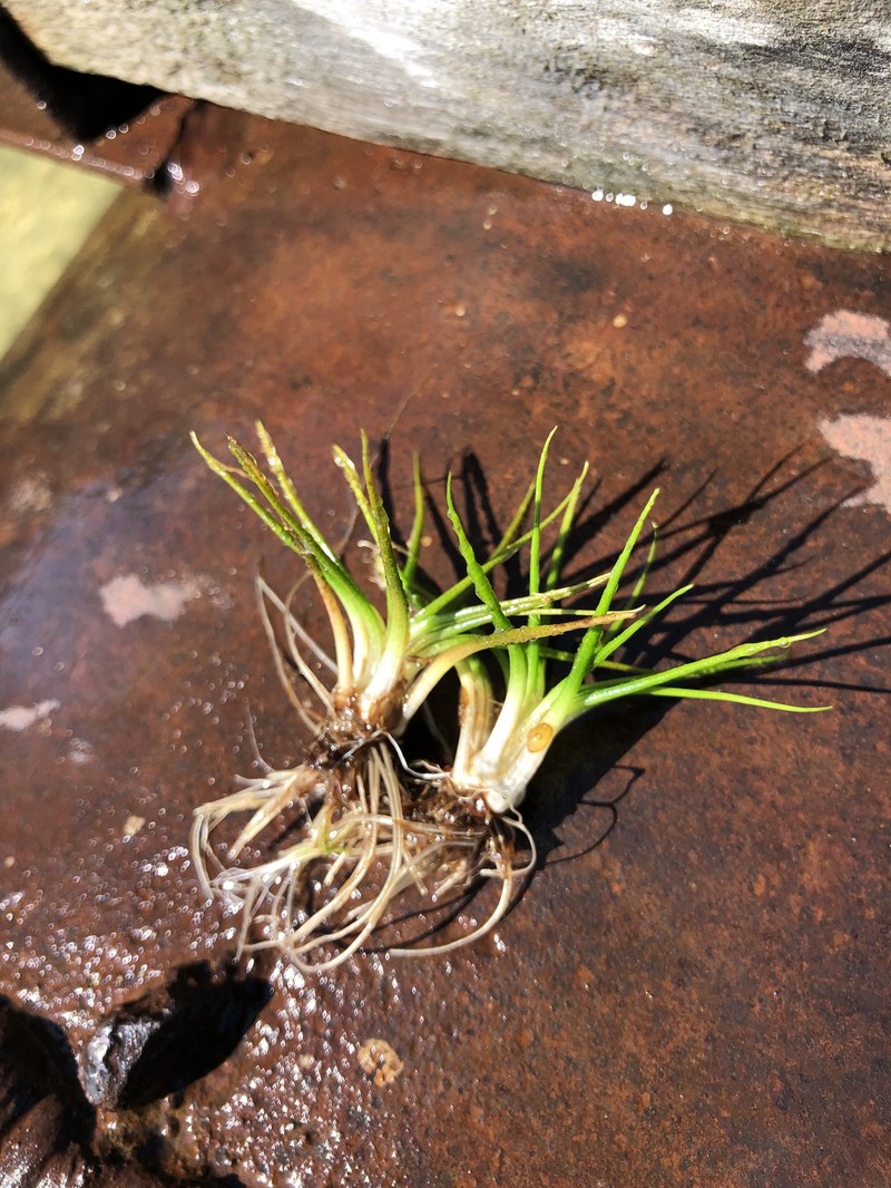 Spiny-Spore Quillwort photo 2