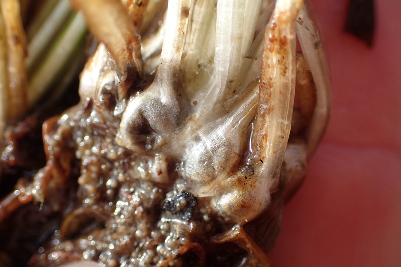 Spiny-Spore Quillwort photo 3