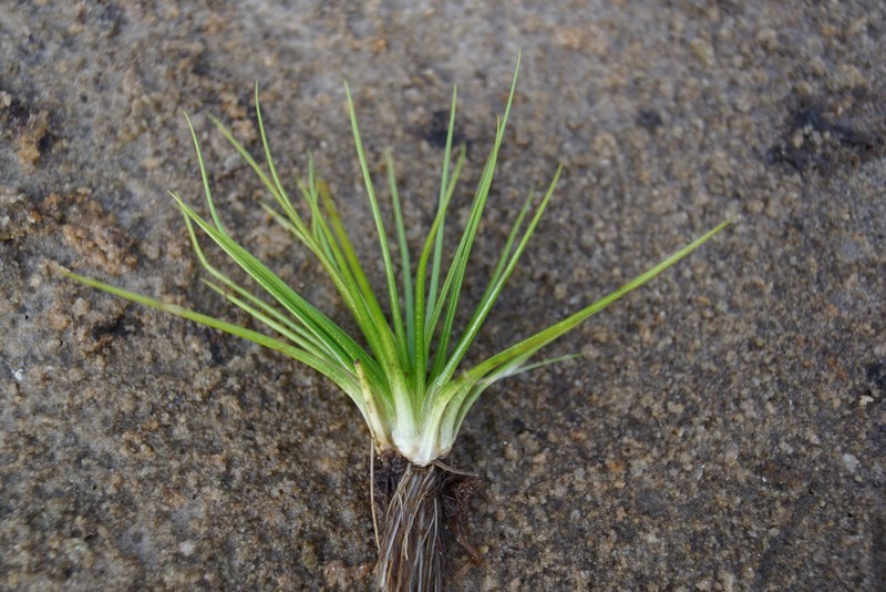 Spiny-Spore Quillwort photo 4