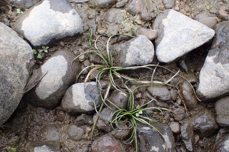 Spiny-Spore Quillwort photo 5