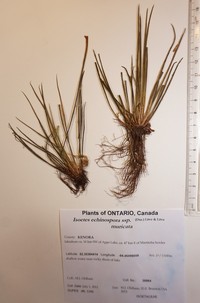 Spiny-Spore Quillwort