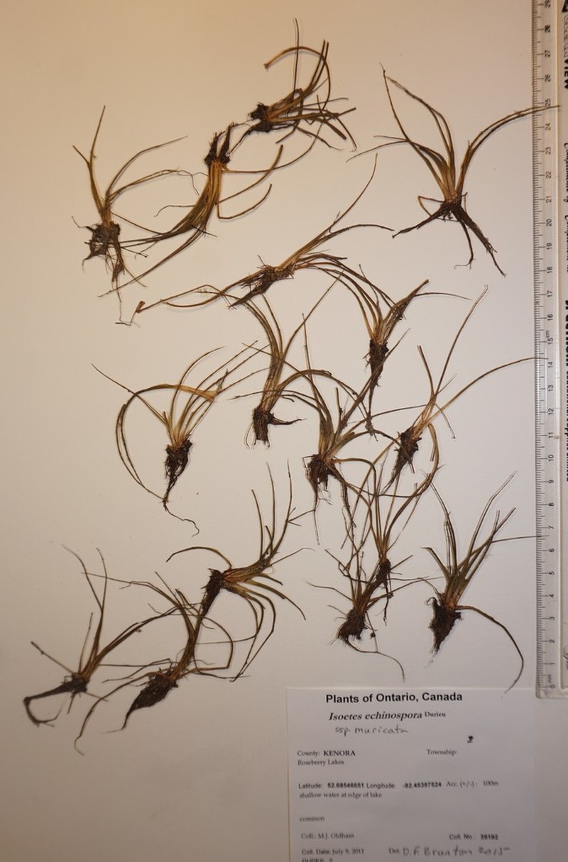 Spiny-Spore Quillwort photo 2