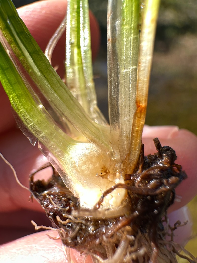 Spiny-Spore Quillwort photo 4