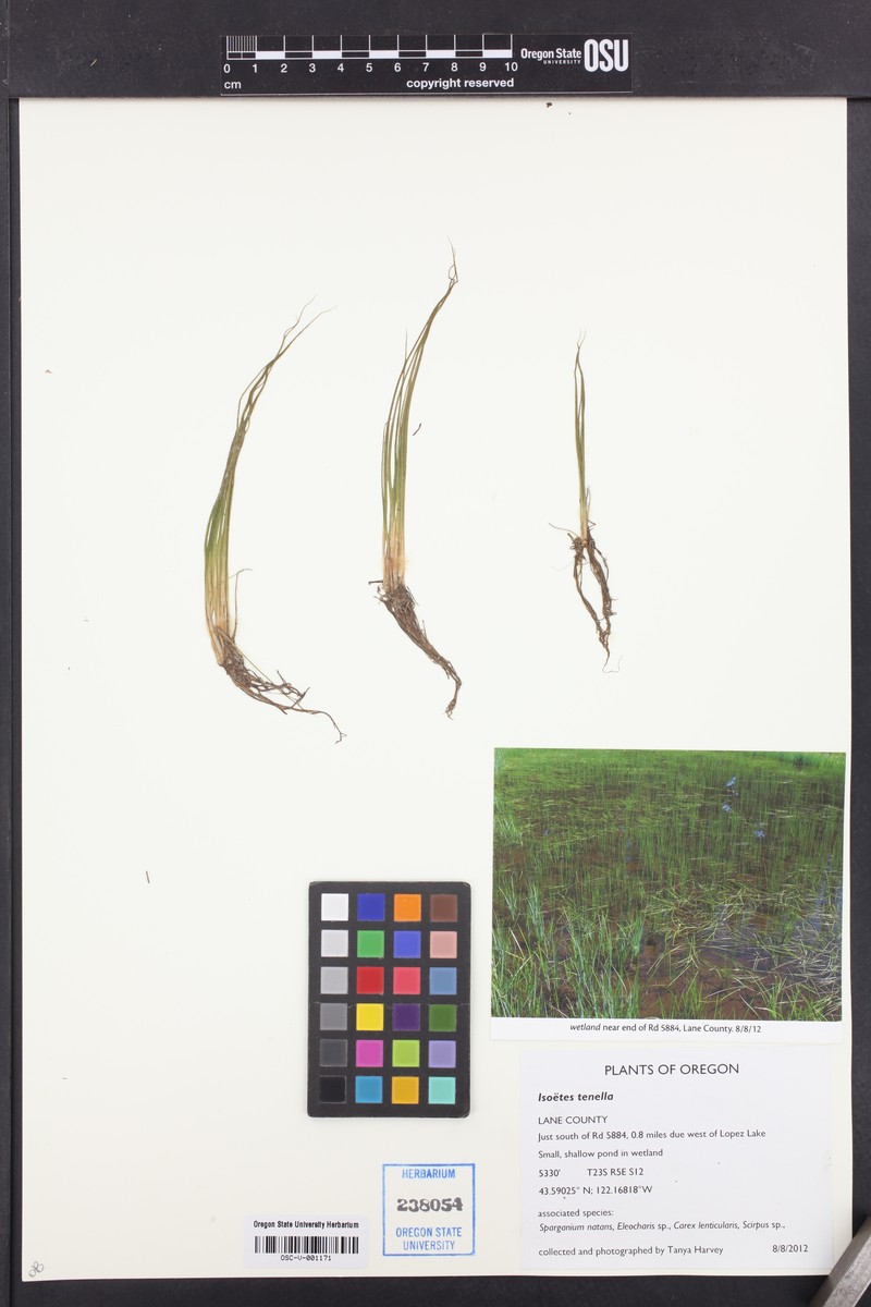 Spiny-Spore Quillwort photo 7