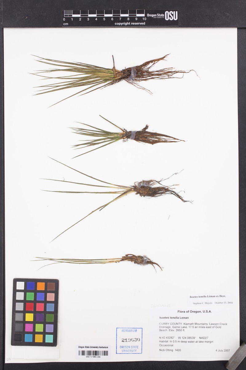 Spiny-Spore Quillwort photo 8