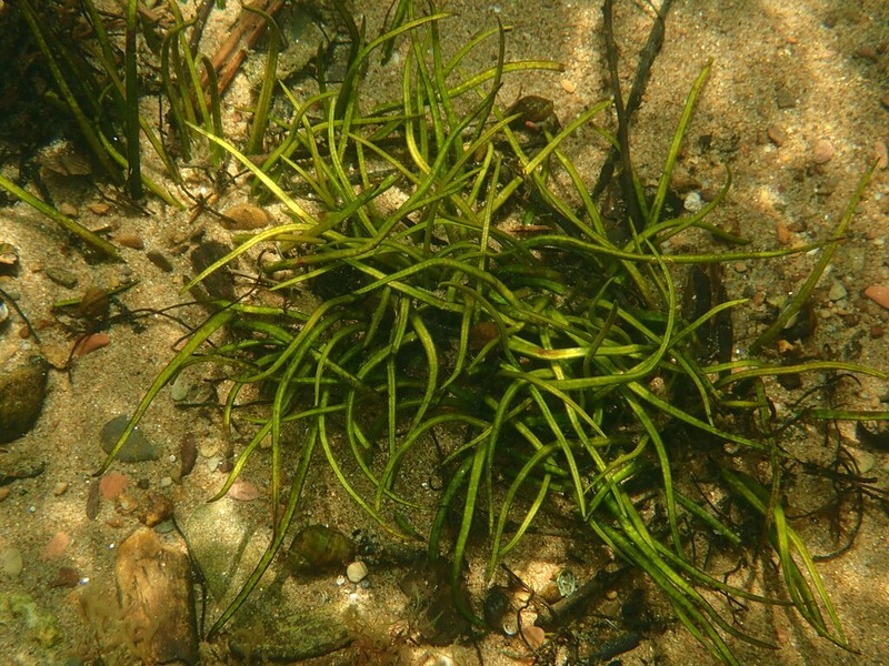Tennessee Quillwort
