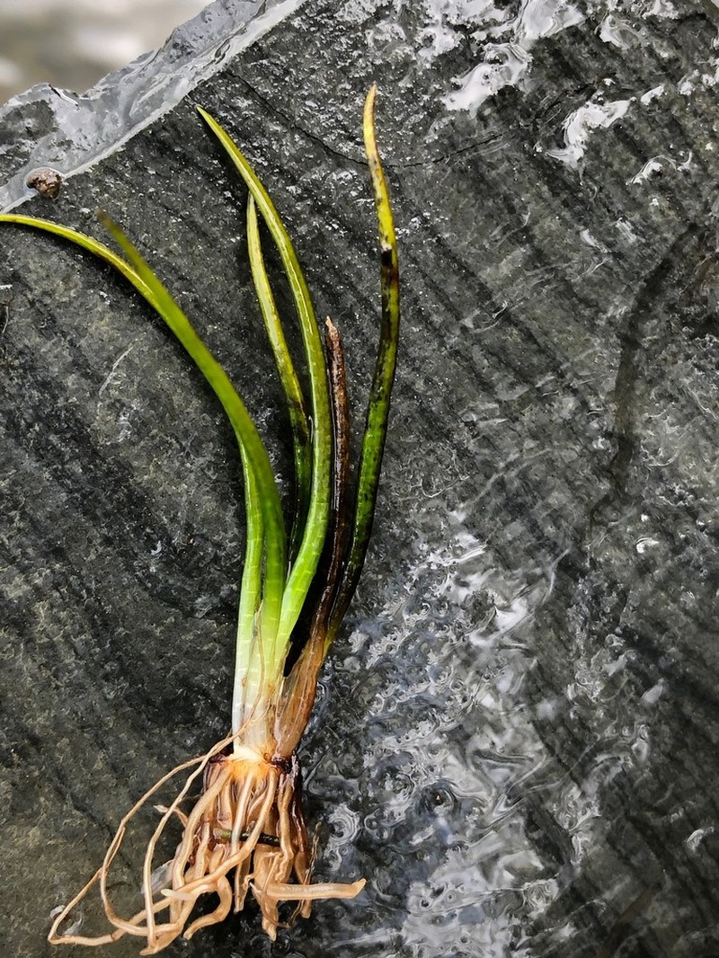 Tennessee Quillwort photo 2