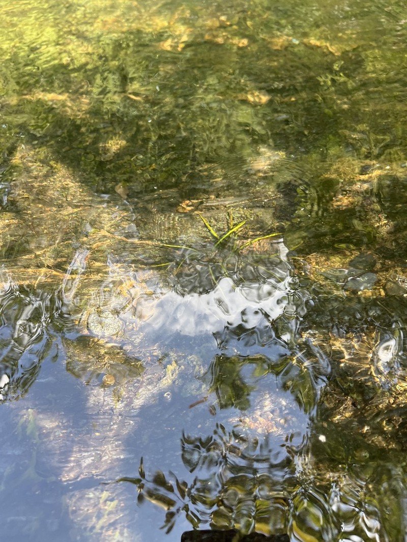 Tennessee Quillwort photo 3