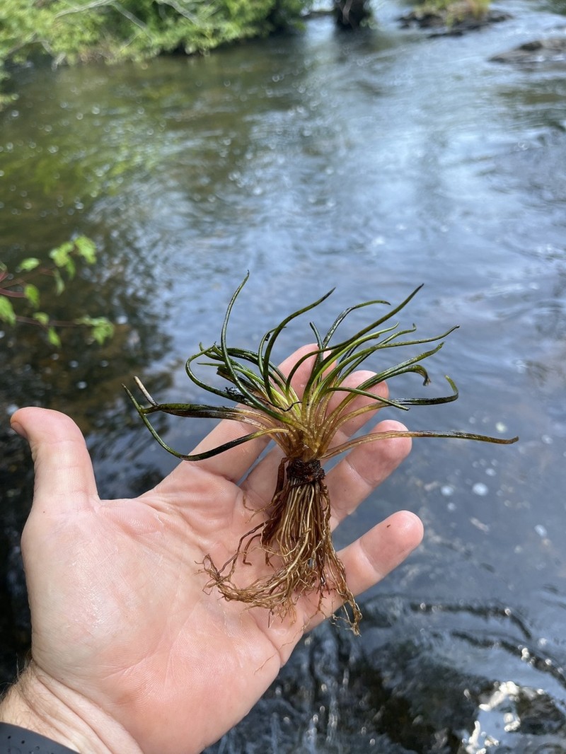 Tennessee Quillwort photo 4