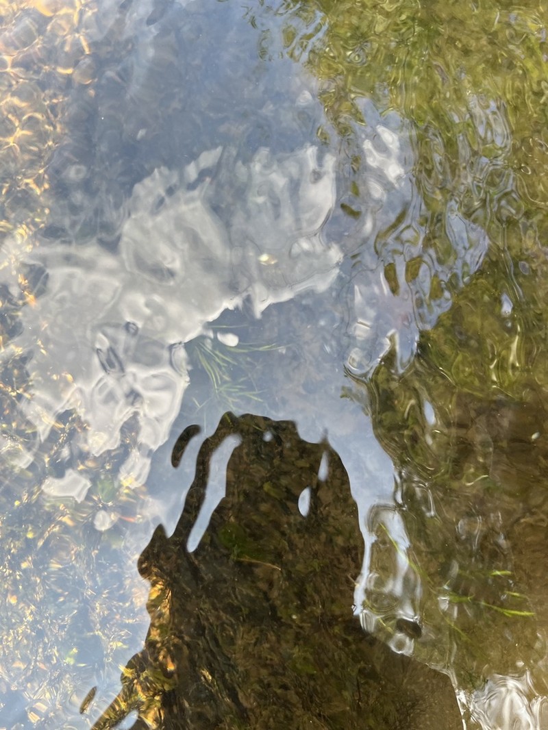 Tennessee Quillwort photo 5