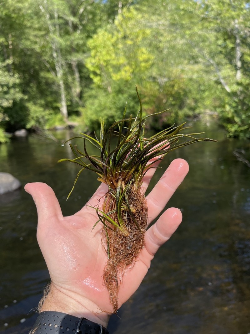 Tennessee Quillwort photo 6