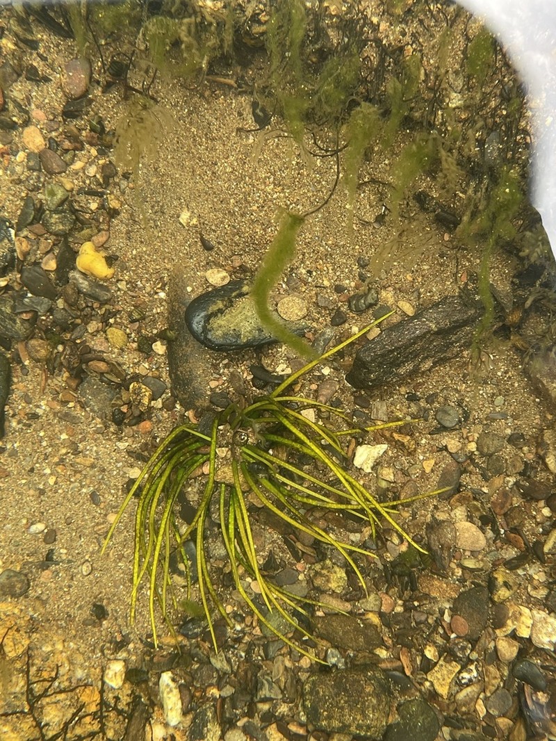 Tennessee Quillwort photo 7