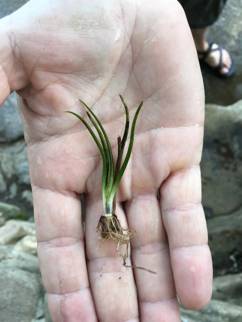 Tennessee Quillwort photo 8