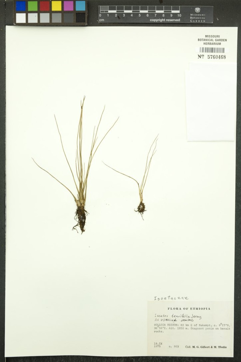Isoetes tenuifolia