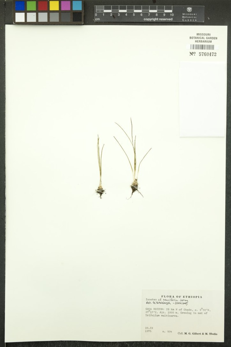 Isoetes tenuifolia photo 2