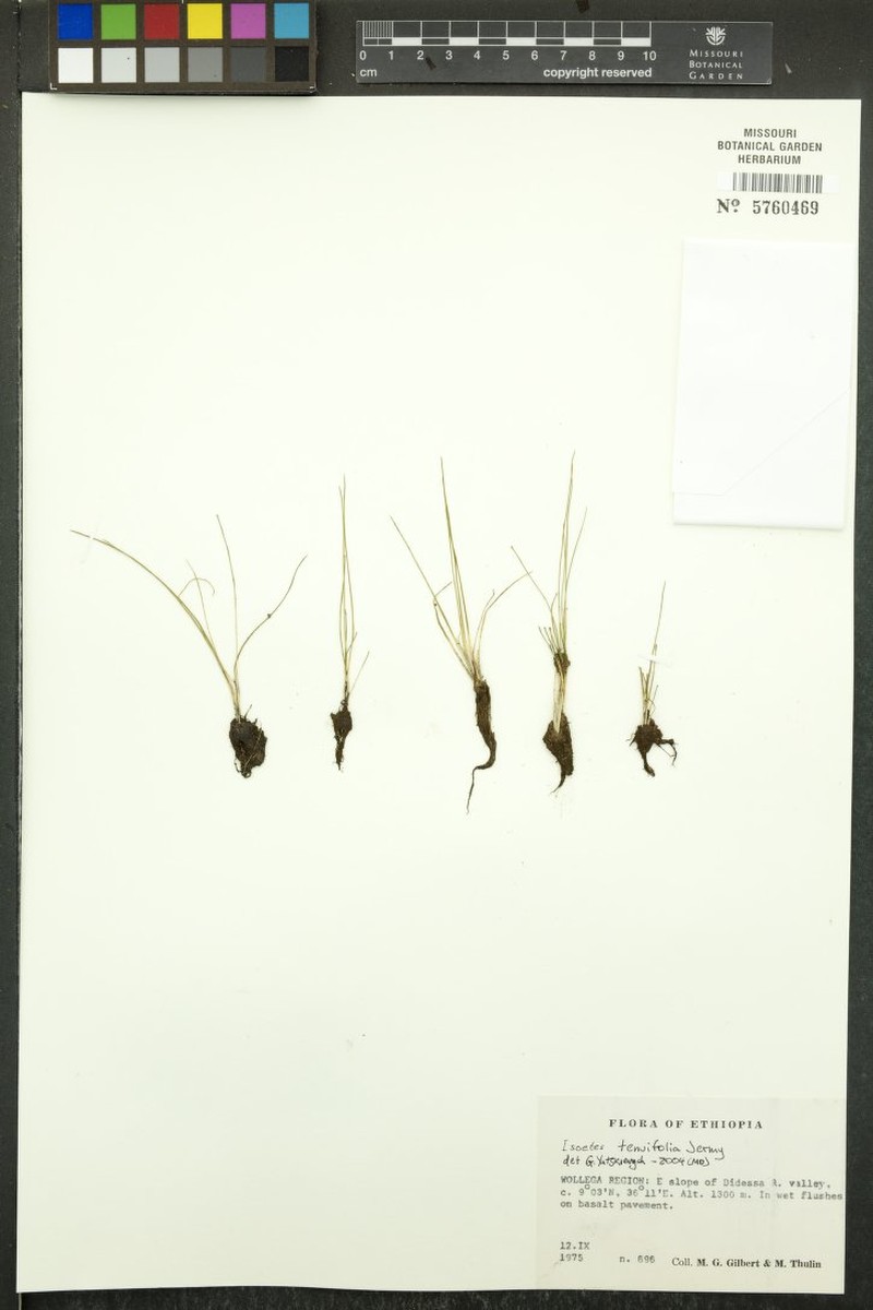 Isoetes tenuifolia photo 3