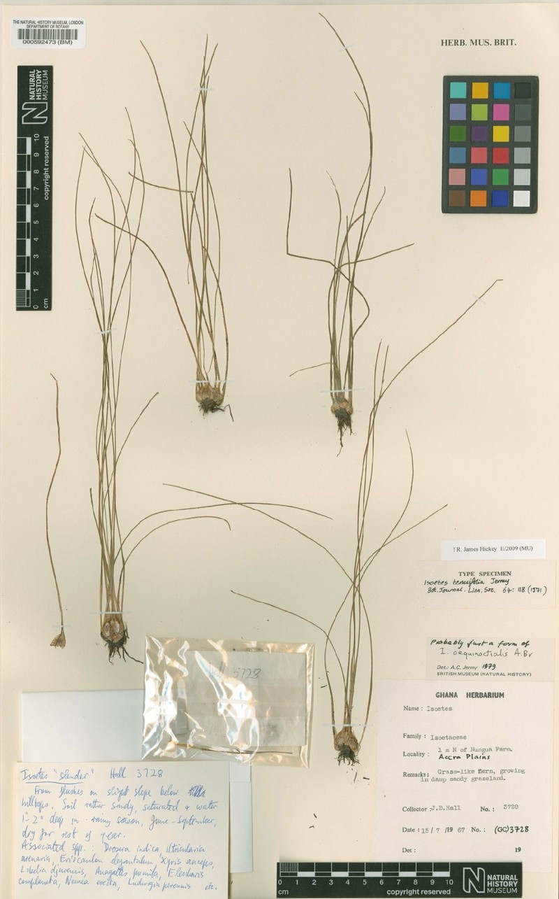 Isoetes tenuifolia photo 4
