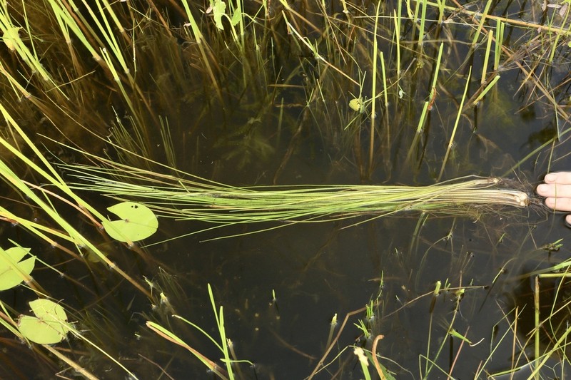 Texas Quillwort