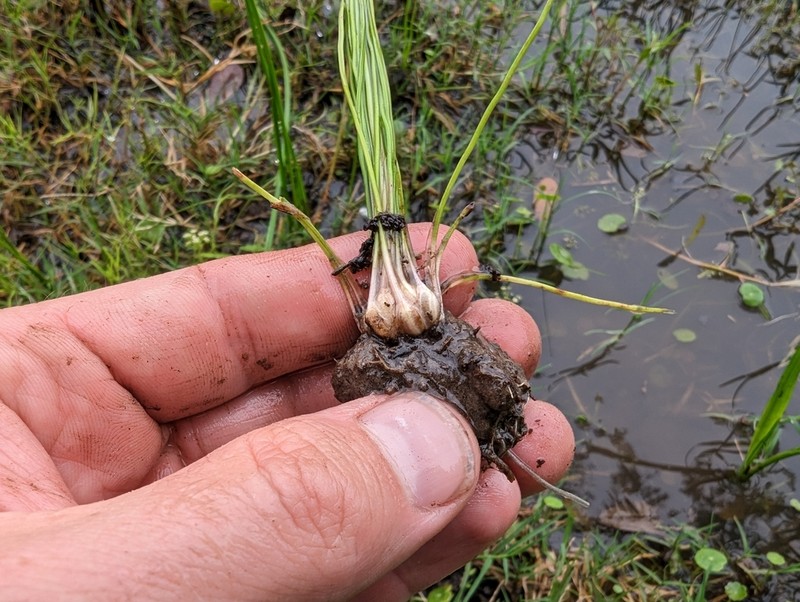 Texas Quillwort photo 2