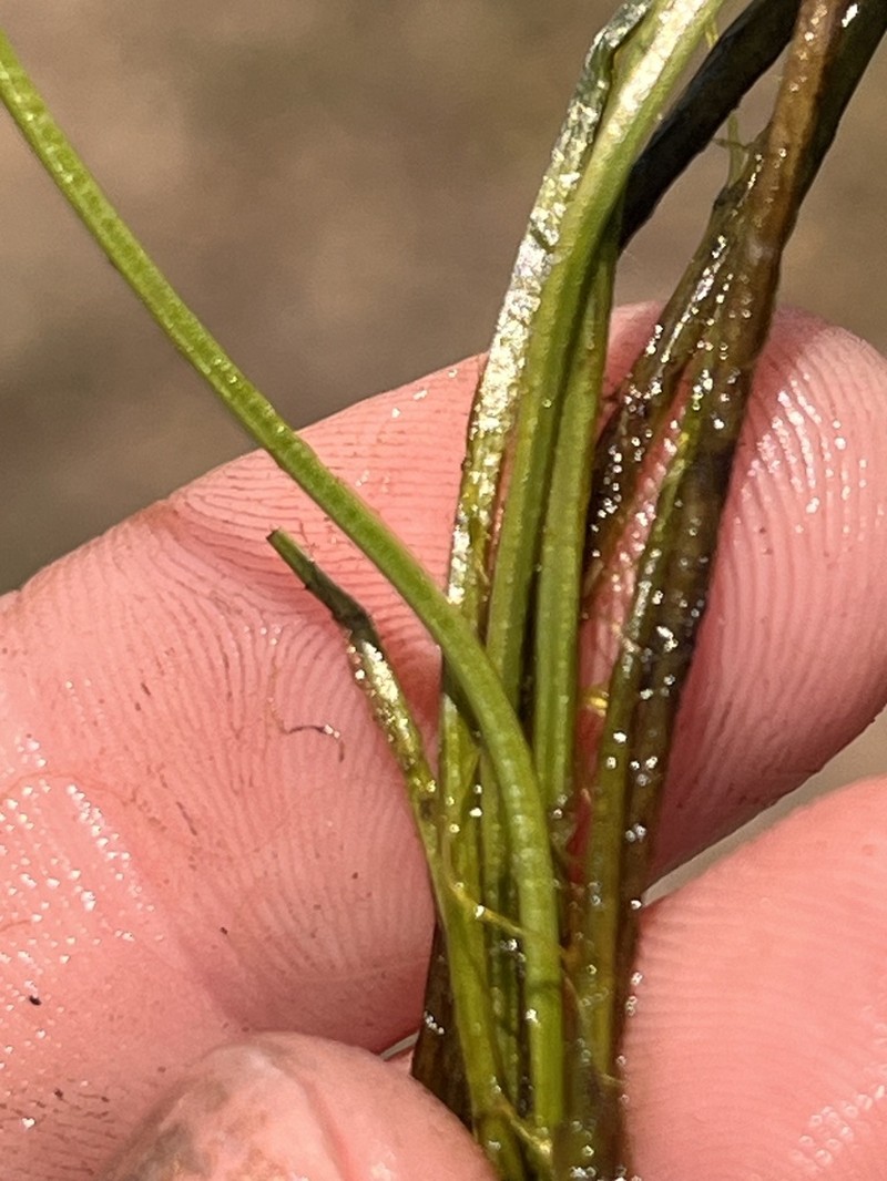 Texas Quillwort photo 3